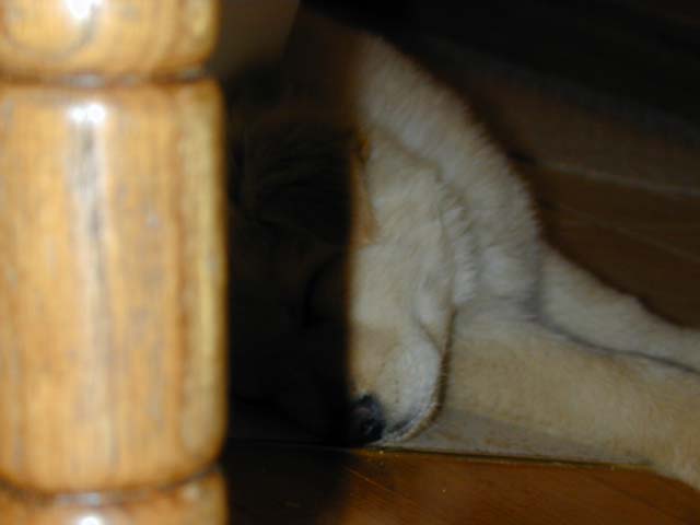 DSCN8468